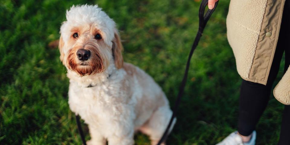 why it's important to let your dog sniff on walks