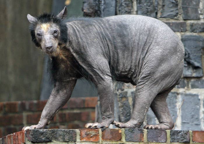 This bear's name was Dolores. Experts are not entirely sure why Dolores had no hair, but we love her all the same.