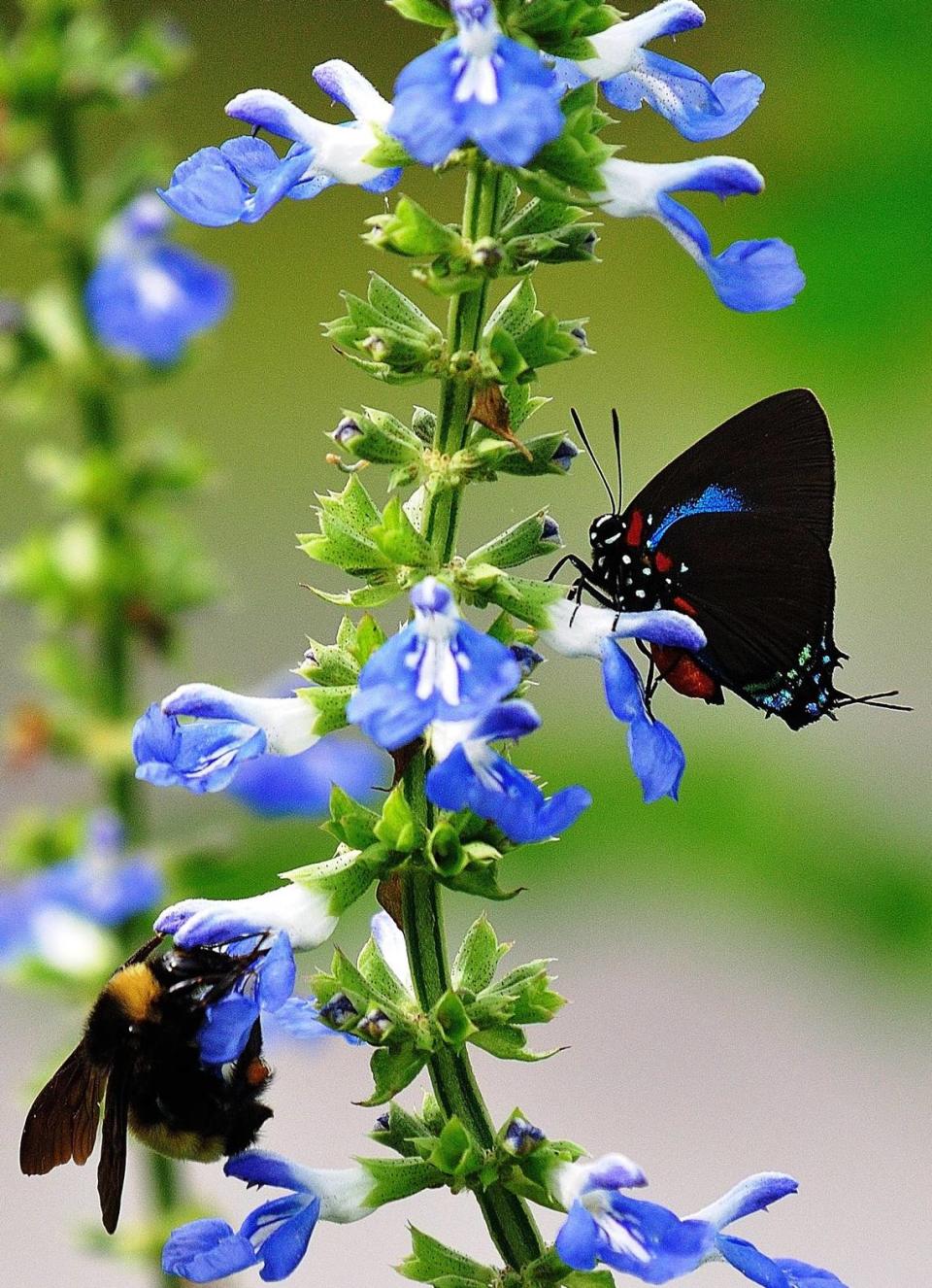 The bog sage Salvia uliginosa blooms all summers attracting a wide range of pollinators like bees and this Great Purple Hairstreak butterfly.