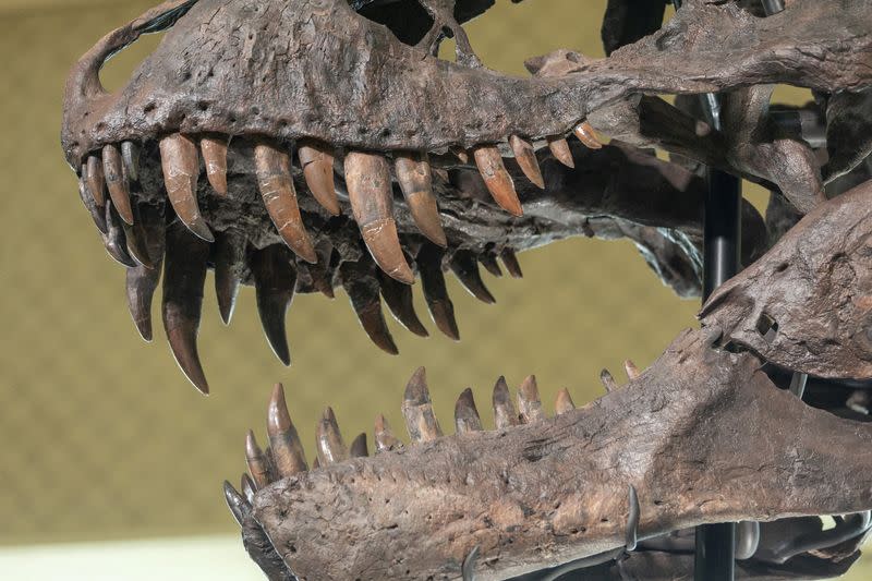 FILE PHOTO: 67-million-year-old T. rex skeleton presented to media before auction in Zurich
