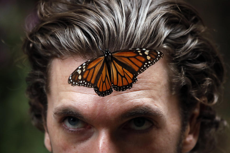 In this Thursday, Feb. 14, 2019 photo, a monarch butterfly rests on a man's forehead at the Amanalco de Becerra sanctuary, in the mountains near the extinct Nevado de Toluca volcano in Mexico. The monarch butterfly population, like that of other insects, fluctuates widely depending on a variety of factors, but scientists say the recoveries after each big dip tend to be smaller, suggesting an overall declining trend. (AP Photo /Marco Ugarte)