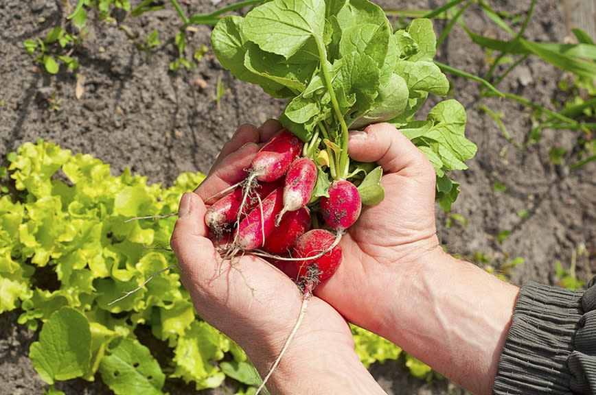 Radish