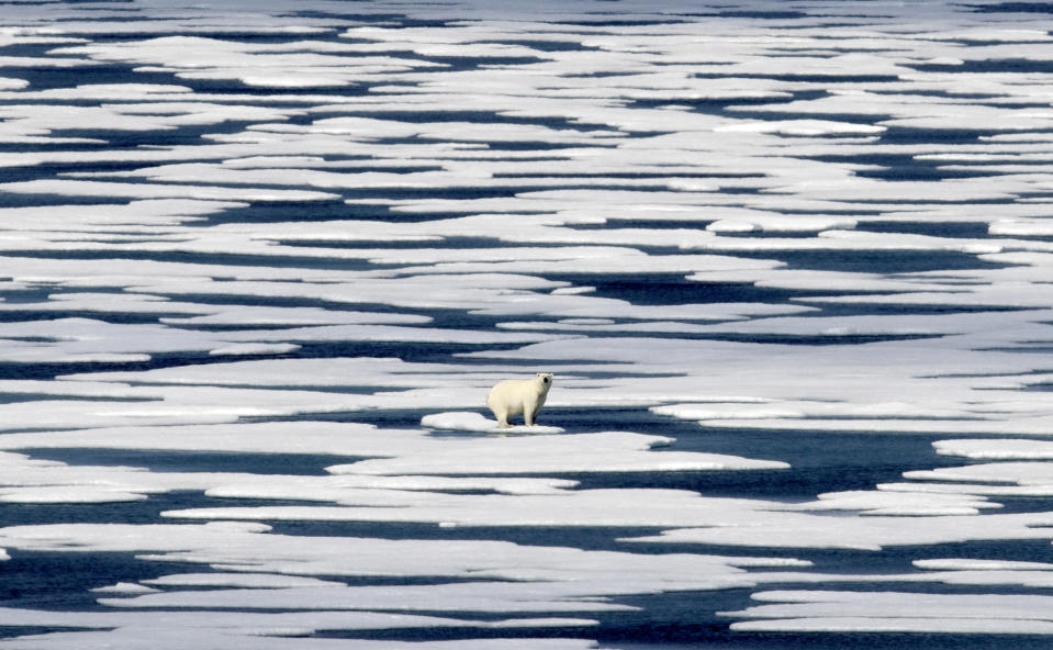 FILE - A polar bear stands on the ice in the Franklin Strait in the Canadian Arctic Archipelago, Saturday, July 22, 2017. (AP Photo/David Goldman, File)