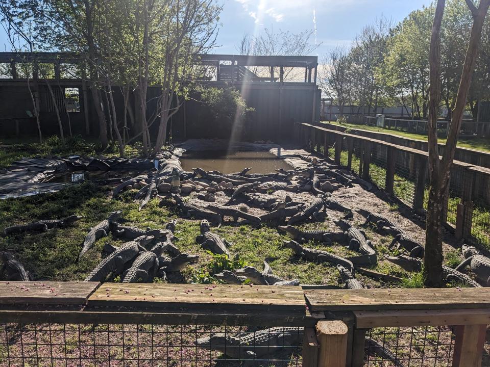 Some of the 200 alligators, all former pets, which now have a home at the Critchlow Alligator Sanctuary in Athens, Michigan.