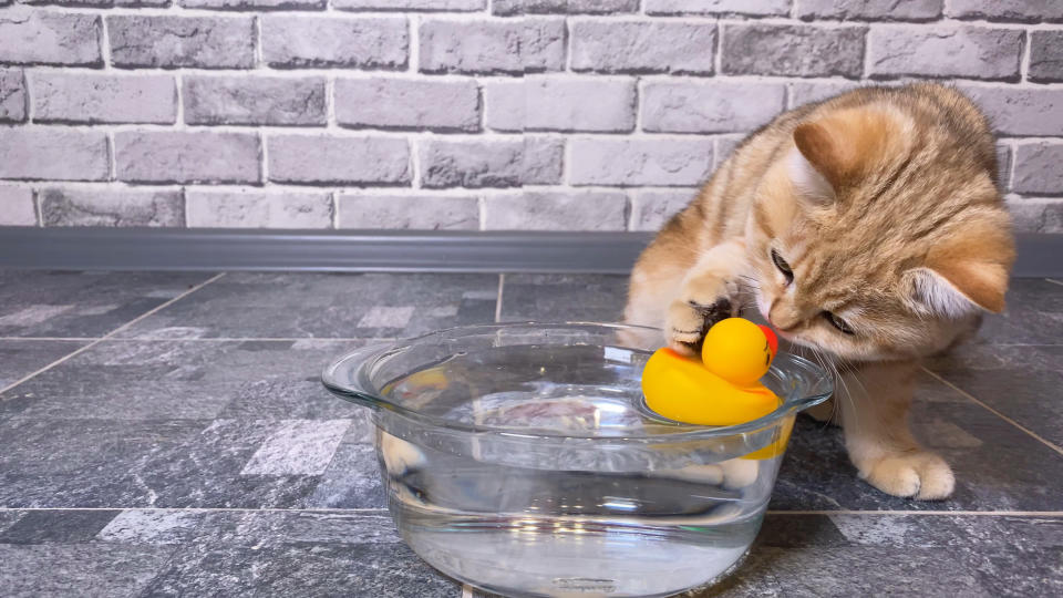 cat sniffing a rubber ducky