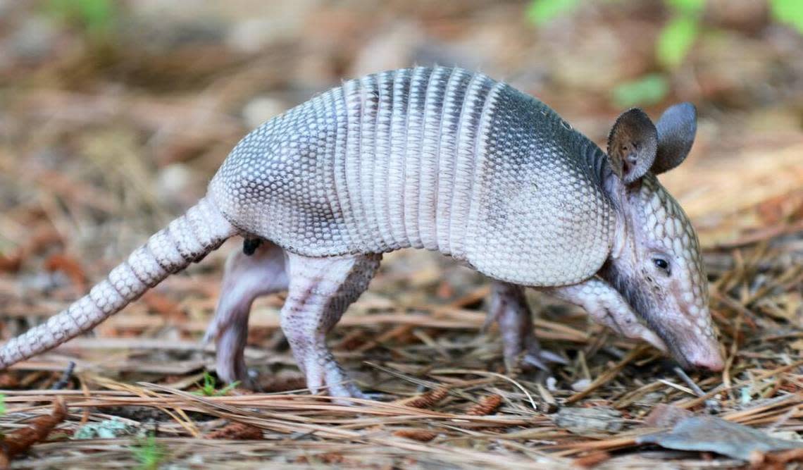 In this photo taken on May 13, 2015, a baby armadillo pokes around in the pine straw of the parking lot of the Bluffton Oyster Factory Park. Jay Karr/Staff photo