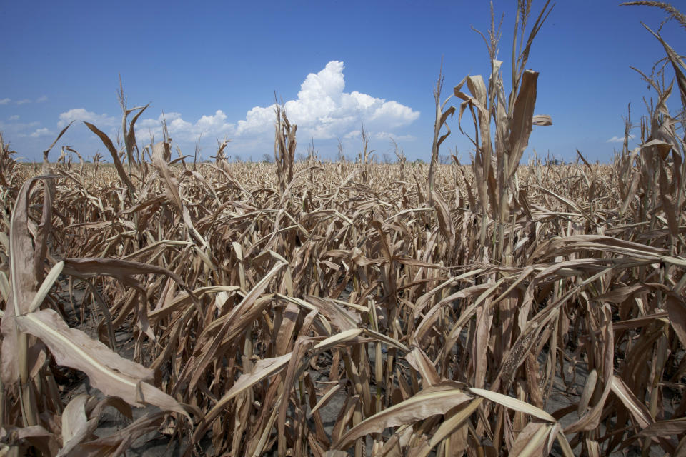 FILE - In this July 26, 2012 file photo, a field of dried corn plants is seen near Percival, Iowa. In its weekly map, The U.S. Drought Monitor released Thursday, Aug. 23, 2012, showed that as of Tuesday, just over two-thirds of Iowa, the nation's biggest corn producer, was in extreme or exceptional drought _ the worst two classifications. That's up more than 5 percentage points, to 67.5 percent, from the previous week. (AP Photo/Nati Harnik, File)