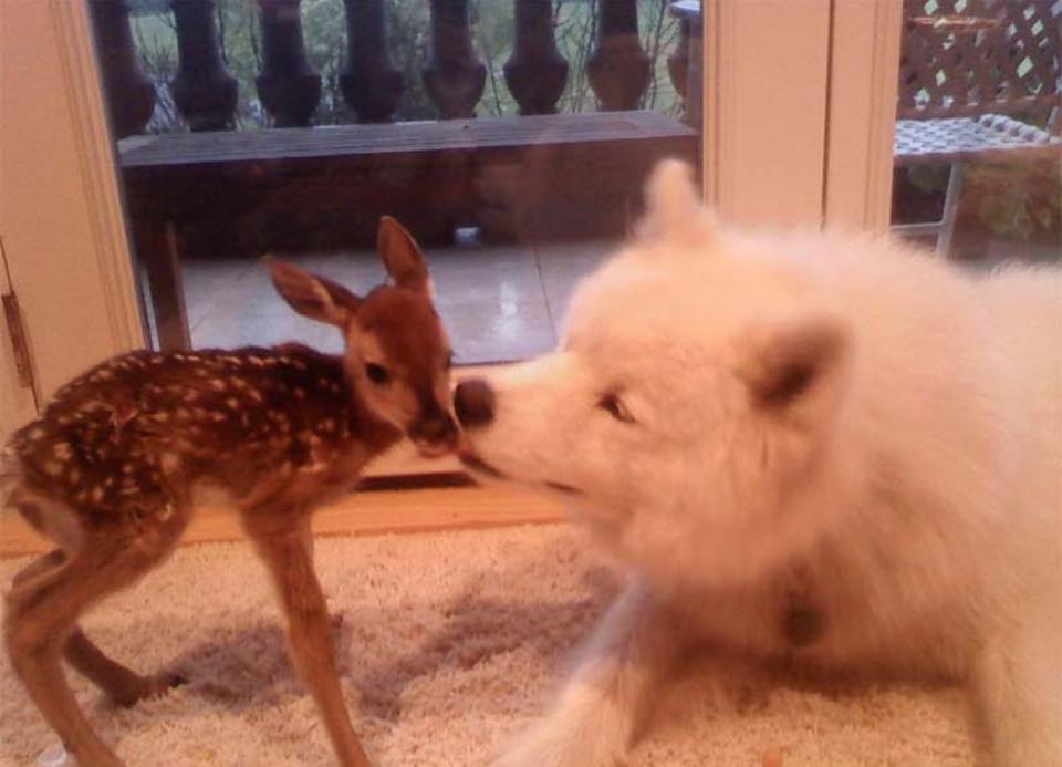 “Mi perro ama al cervatillo que rescatamos”. (Foto: reddit / <a href="http://www.reddit.com/r/pics/comments/hwg2v/my_dog_loves_the_fawn_we_rescued_pic/" rel="nofollow noopener" target="_blank" data-ylk="slk:Kranus;elm:context_link;itc:0;sec:content-canvas" class="link ">Kranus</a>).