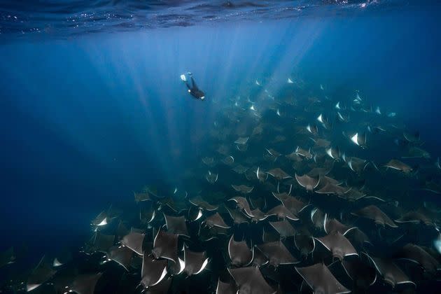 <p>La danse de milliers de mobulas dans la baie de Magdalena, en Basse Californie.</p>