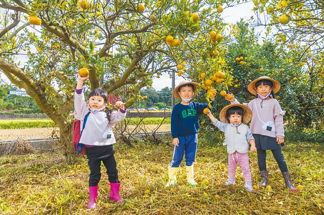 新竹縣「茶園橘鄉」農遊帶，峨眉鄉有14處果園開放採果，小朋友體驗採果樂。（羅浚濱攝）