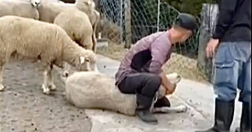 清境農場畜牧人員發現綿羊疑誤食遊客手中的飼料袋，立即翻倒綿羊並扒開其嘴巴檢視，引爆虐羊爭議。（民眾提供／楊靜茹南投傳真）