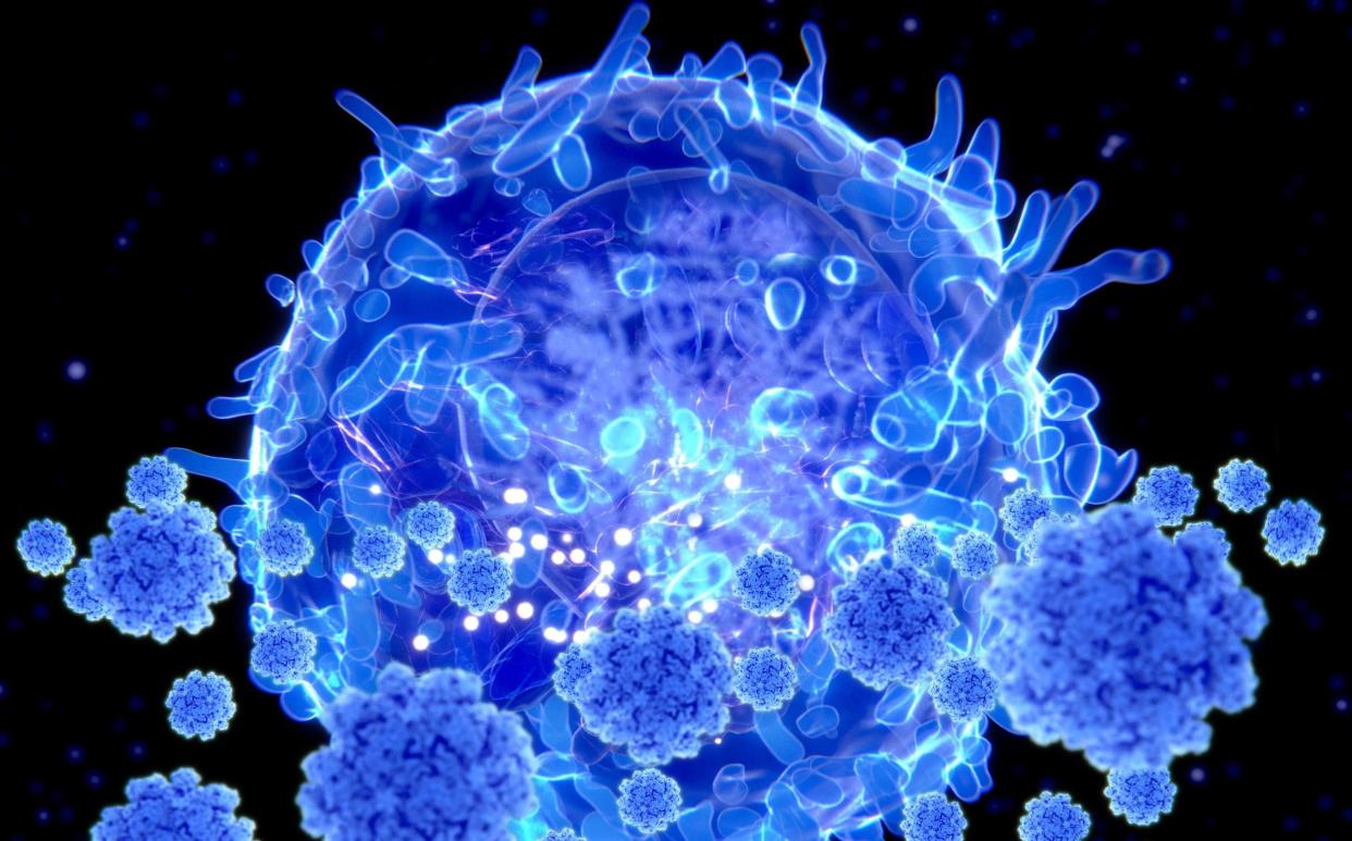 T-cells - iStockphoto