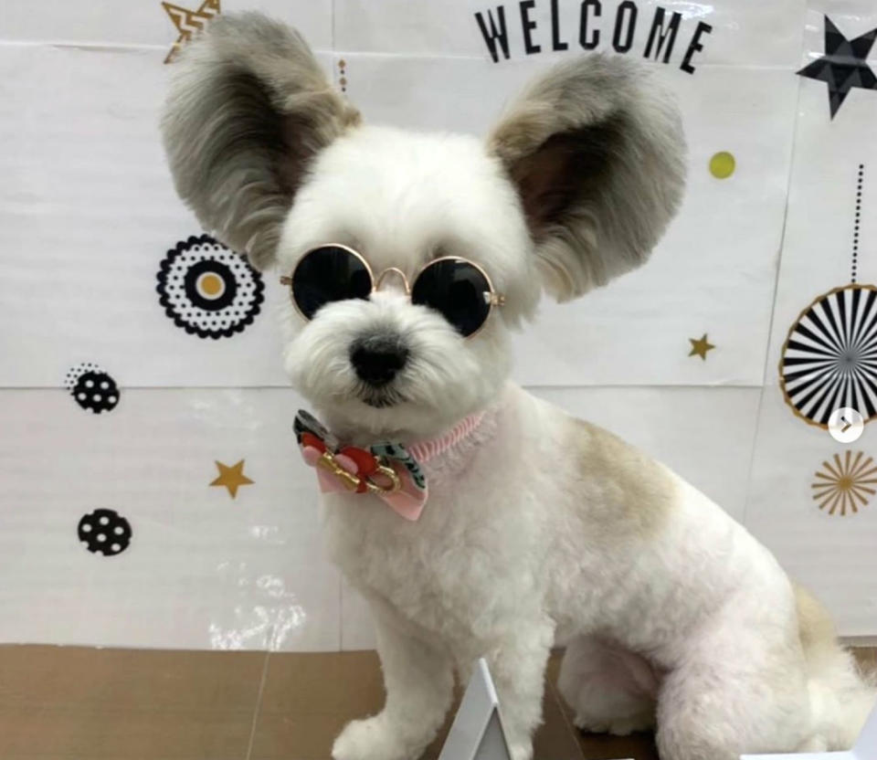 Un perro<em> influencer</em> que ya acumula 121.000 seguidores en Instagram, una red social donde sus orejas se han convertido en un fenómeno viral. (Foto: Instagram / <a href="https://www.instagram.com/p/BxhZEkYnHx2/" rel="nofollow noopener" target="_blank" data-ylk="slk:@marupgoma_c;elm:context_link;itc:0;sec:content-canvas" class="link ">@marupgoma_c</a>).