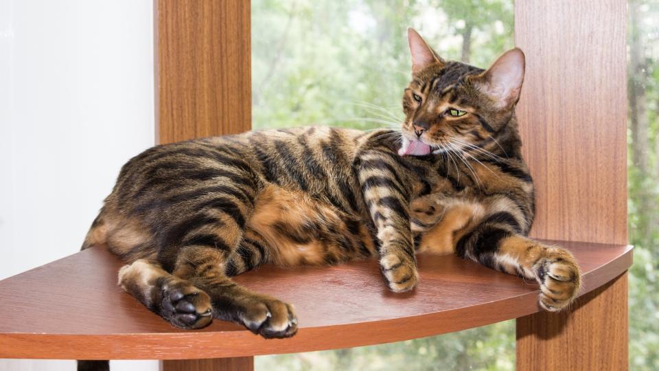 Toyger grooming themselves on wooden platform by window