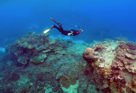 A man snorkels in an area called the "Coral Gardens" near Lady Elliot Island, on the Great Barrier Reef, northeast of Bundaberg town in Queensland, Australia, June 11, 2015. REUTERS/David Gray/File Photo