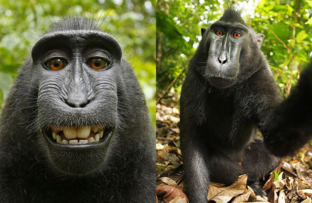 Selfie Monkey 🐵📷 #monkey #shorts - YouTube