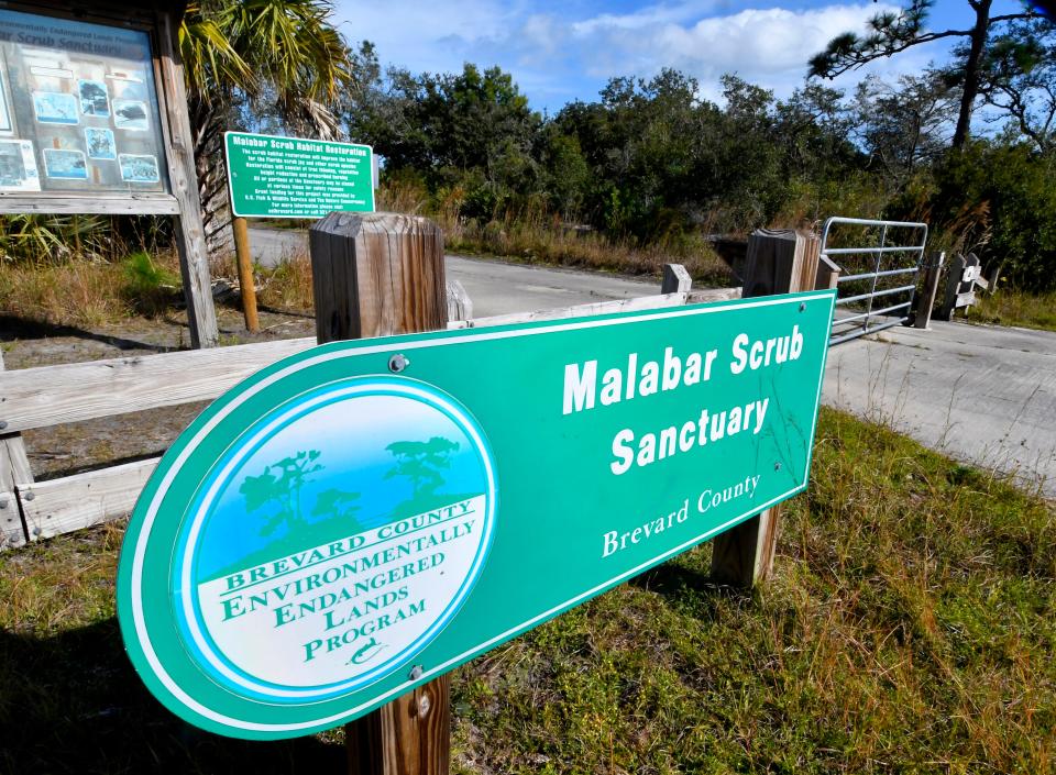 To save the remaining threatened scrub jays there, thousands of trees, including a few hundred yards of old oak hammockÂ that shades trails atÂ Malabar Scrub Sanctuary, must go, Brevard County officials say.