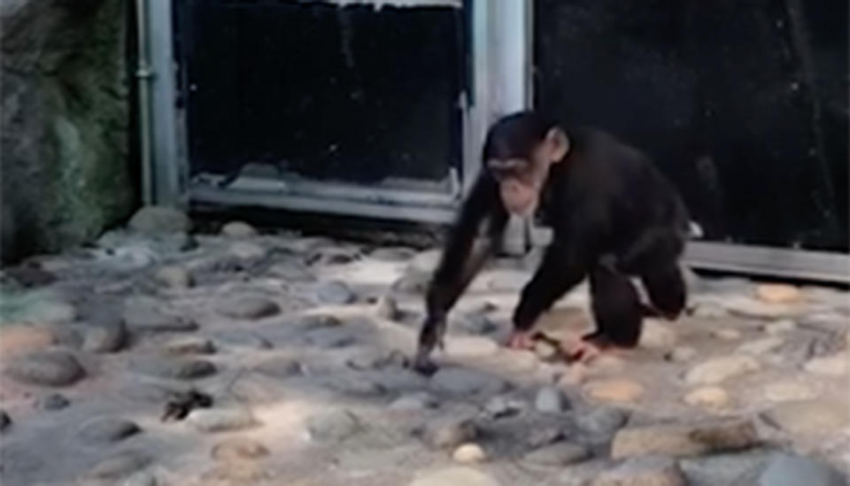 The ducklings had got into the chimp enclosure from outside the zoo. Source: Newsflare