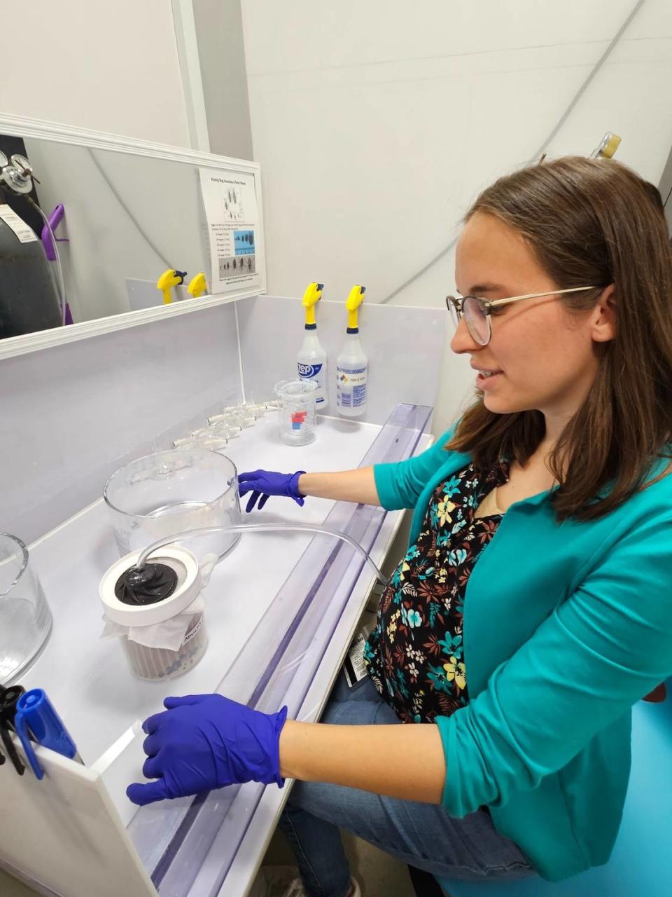 Ruby Harrison, becaria postdoctoral de la Universidad de Georgia, pone a las vinchucas infectadas con el parásito Trypanosoma cruzi a dormir con gas. 