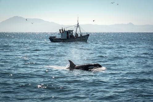 <span class="caption">A killer whale in the Strait of Gibraltar.</span> <span class="attribution"><a class="link " href="https://www.shutterstock.com/image-photo/killer-whale-strait-gibraltar-moroccan-fishing-1705505377" rel="nofollow noopener" target="_blank" data-ylk="slk:Nacho Goytre/Shutterstock;elm:context_link;itc:0;sec:content-canvas">Nacho Goytre/Shutterstock</a></span>