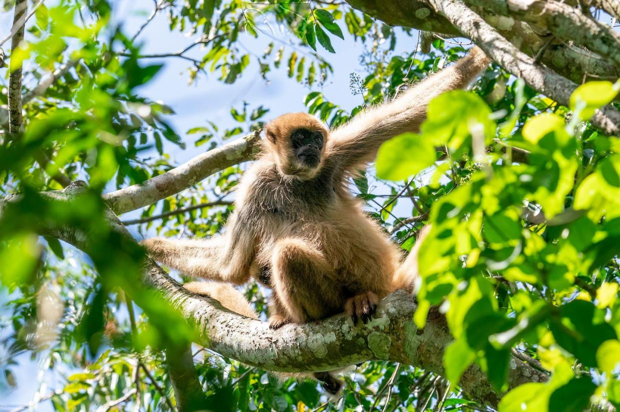 El muriqui del sur, endémico de Brasil, está en peligro de extinción. <a href="https://www.shutterstock.com/es/image-photo/rare-endangered-southern-muriqui-woolly-spider-2147511525" rel="nofollow noopener" target="_blank" data-ylk="slk:Rob Jansen / Shutterstock;elm:context_link;itc:0;sec:content-canvas" class="link ">Rob Jansen / Shutterstock</a>