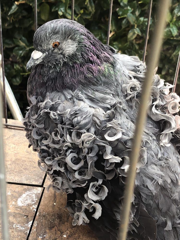 American Pigeon Museum & Library, Oklahoma