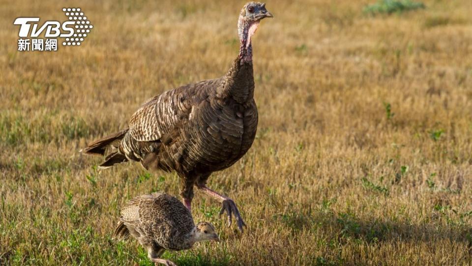 動物專家推測應該是火雞之類的禽鳥。（示意圖／Shutterstock達志影像）