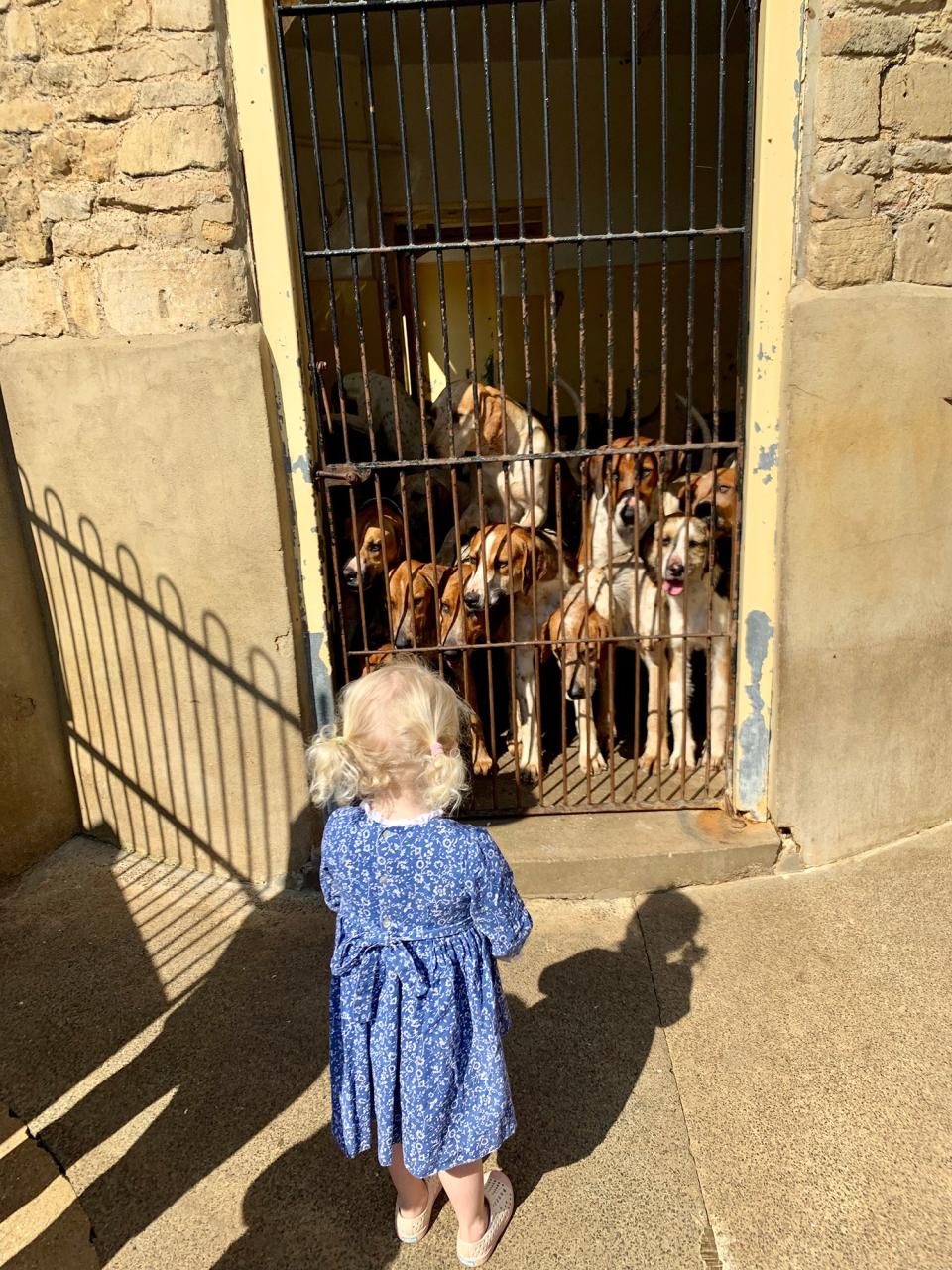 Olympia loved seeing the hounds in their kennels, inside a beautiful building dated from 1750, still used for its original purpose.