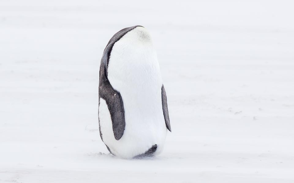 A penguin with its head tucked in, making it appear headless