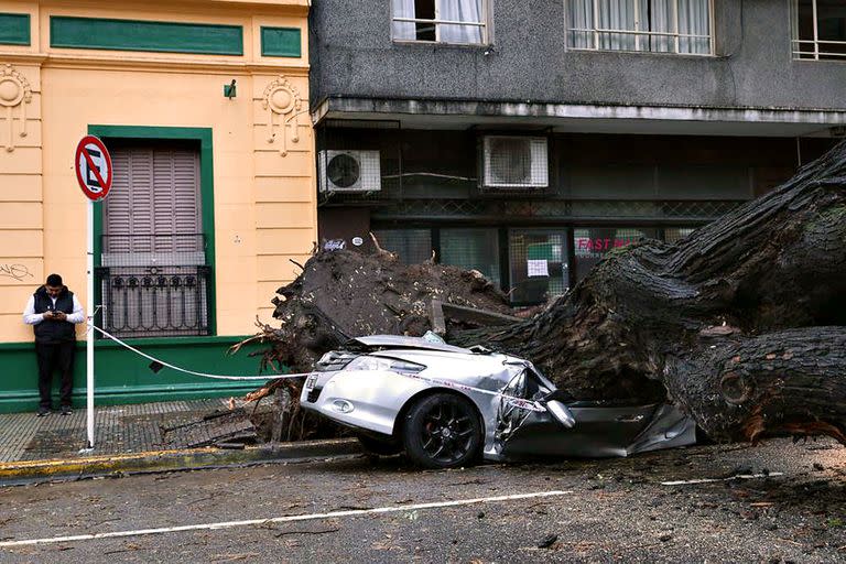 Un árbol cayó sobre un auto en Forest y Olleros, en Capital