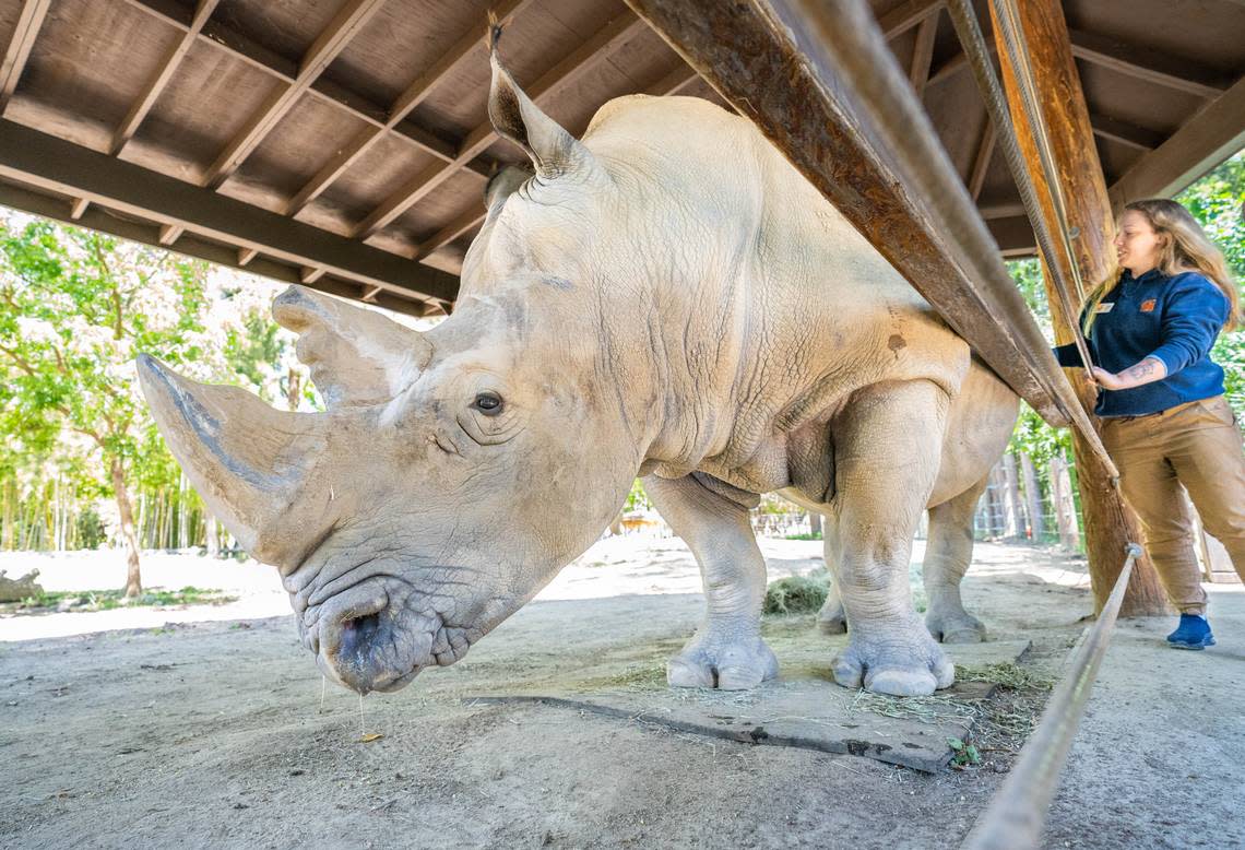 J. Gregory the rhinoceros stands next to Melissa McCartney, senior manager of Animal Care and Veterinary Health Care in an enclosure at the Sacramento Zoo in Land Park on Monday, May 6, 2024. Cameron Clark/cclark@sacbee.com