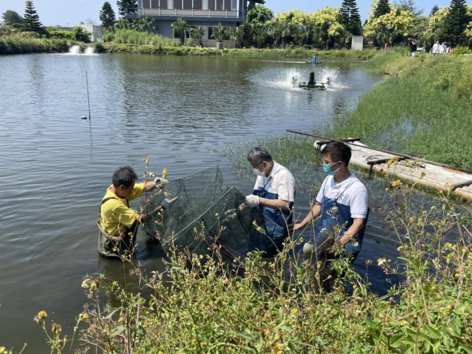 柯文哲身著青蛙裝親自至魚塭收網漁蝦，體驗漁民辛苦。（記者彭新茹攝）