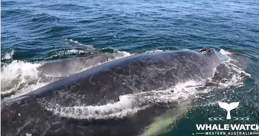 遭雄鯨追逐的座頭鯨母子。（圖／Whale Watch Western Australia YouTube）