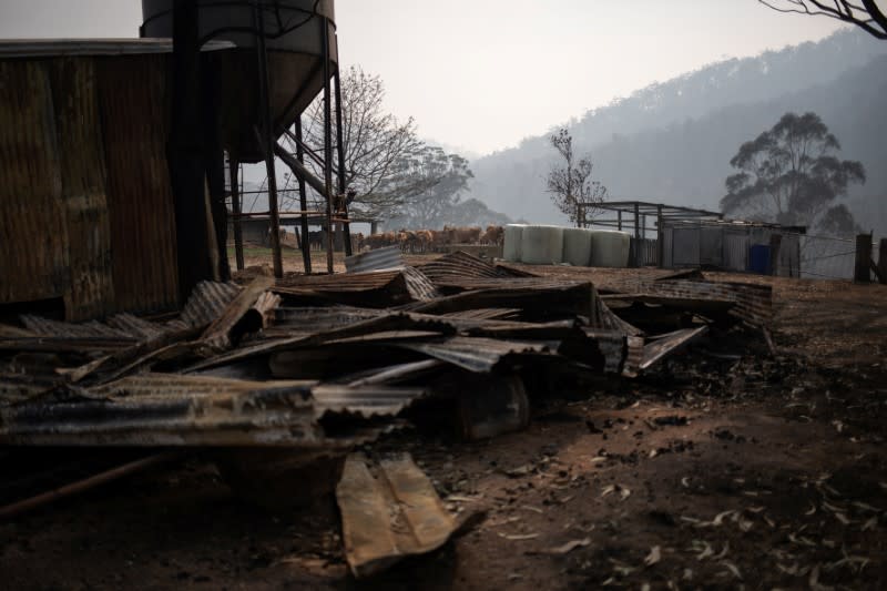 A destroyed storage facility is seen in front of the remaining calves of dairy farmer Salway in his farm in Wandella