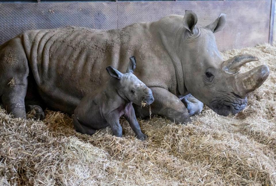 White rhinos are near threatened on the African continent, and their numbers are declining, the zoo said.