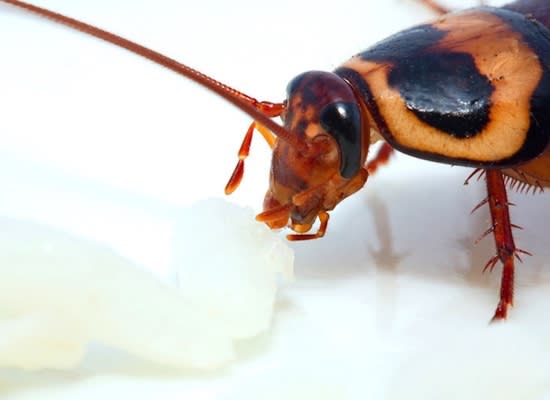 7 Facts About Cockroaches You Won't Want to Believe