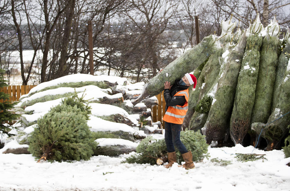 Dave Baptie works in the snow at the Hill End Christmas Tree Centre near Edinburgh. (Photo by Jane Barlow/PA Images via Getty Images)