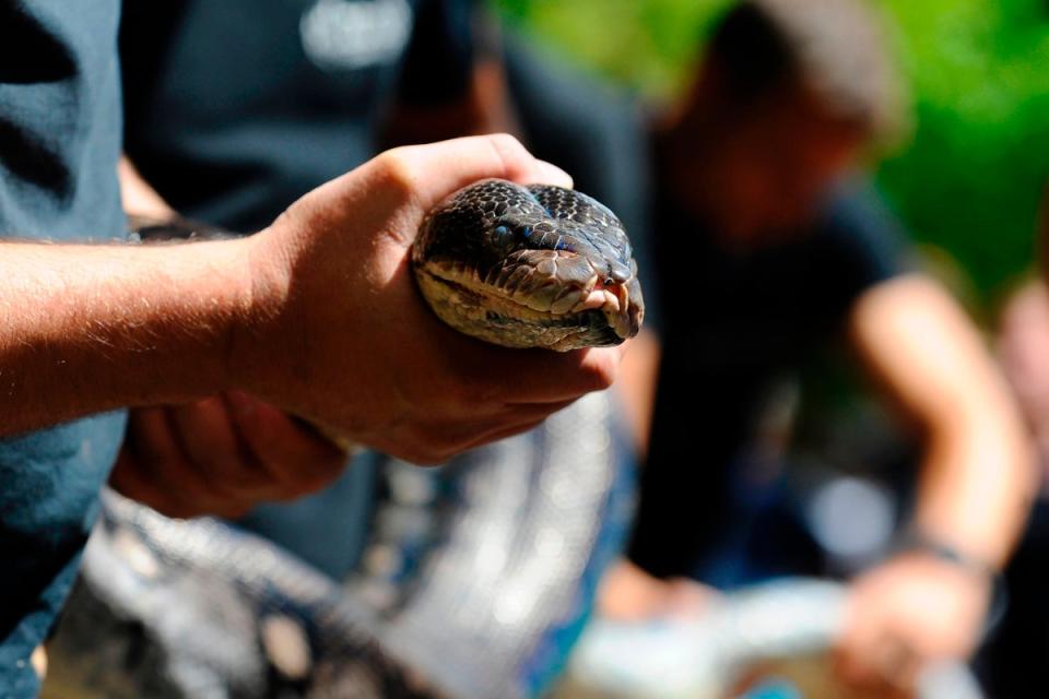 French zoo workers hold a reticulated python (AFP via Getty)