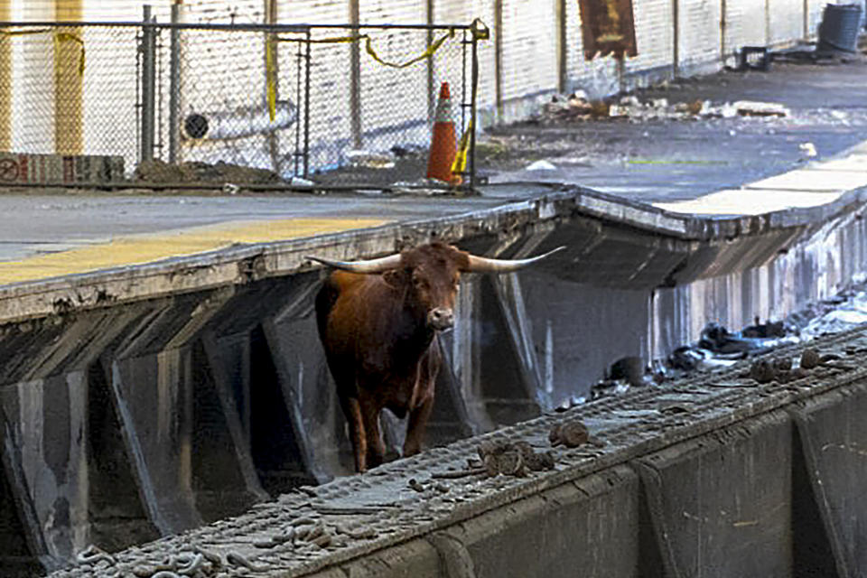 A bull stands on the tracks at Newark Penn Station, Thursday, Dec. 14, 2023, in Newark, N.J. A loose bull on the tracks at the New Jersey train station has snarled rail traffic. New Jersey Transit released a photo of the horned bovine apparently standing on the tracks at Newark Penn Station. (Courtesy of New Jersey Transit via AP)