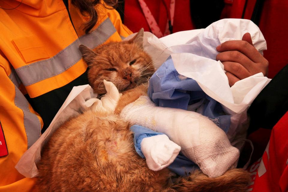 A cat with a broken foot was rescued and renamed Mucize, which stands for miracle.  (Photo credit: REUTERS/Kenan Gurbuz)