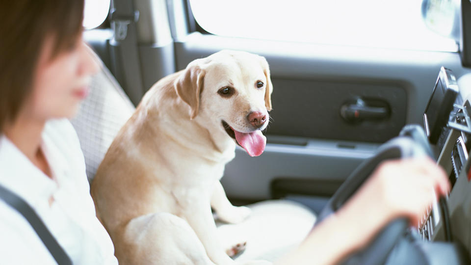 A woman was accidentally shot in the thigh after a dog jumped onto the backseat console. Source: Getty Images.