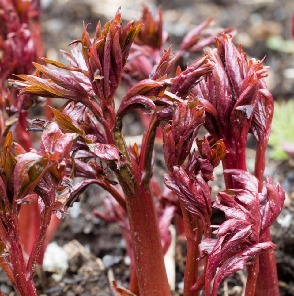 A peony's red stem