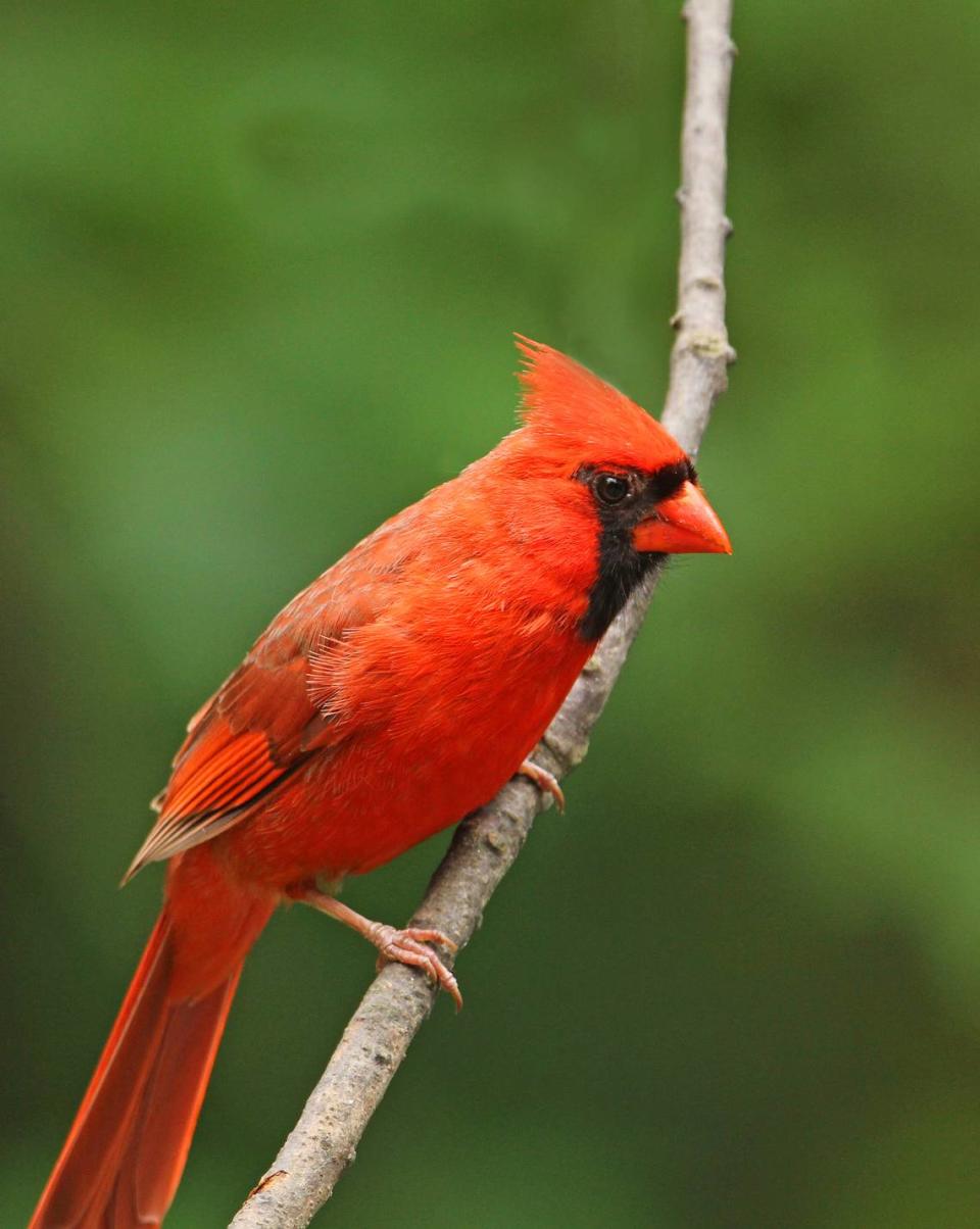 A male cardinal is seen in this file photo. The bird can be seen visiting Wichita feeders all throughout summer. MARK NALE /For the CDT