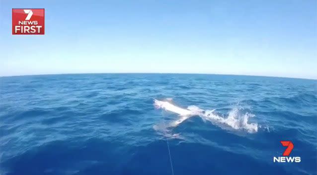 Footage from an earlier fishing expedition. Source: 7 News