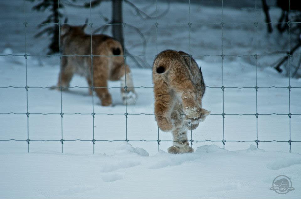 Lynx spotted in Banff National Park