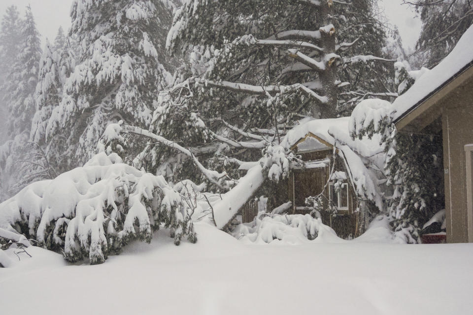 Snow covers a property, Saturday, March 2, 2024, in Truckee, Calif. A powerful blizzard howled Saturday in the Sierra Nevada as the biggest storm of the season shut down a long stretch of Interstate 80 in California and gusty winds and heavy rain hit lower elevations, leaving tens of thousands of homes without power.(AP Photo/Brooke Hess-Homeier)