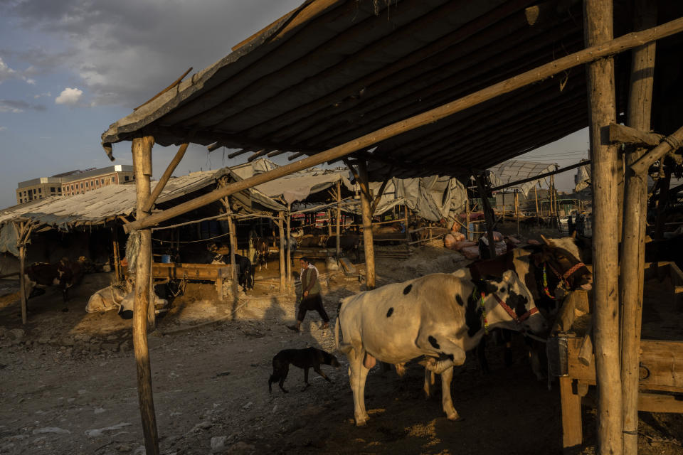 An Afghan man walks through a livestock market in Kabul, Afghanistan, Wednesday, Sept. 22, 2021. (AP Photo/Bernat Armangue)