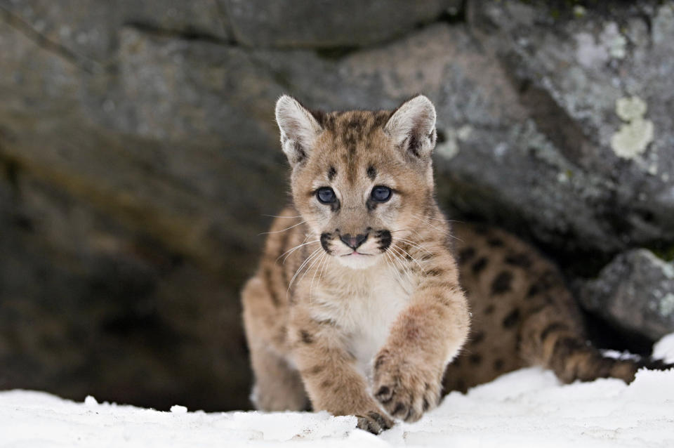 It has been revealed the man strangled a mountain lion cub. Source: Getty, file.