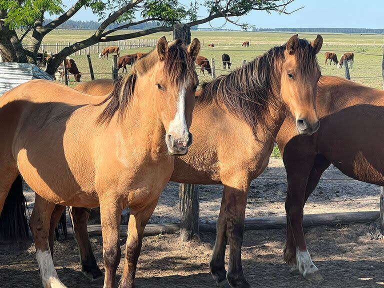 Los expertos sugieren evitar zonas donde se hayan notificado caballos infectados