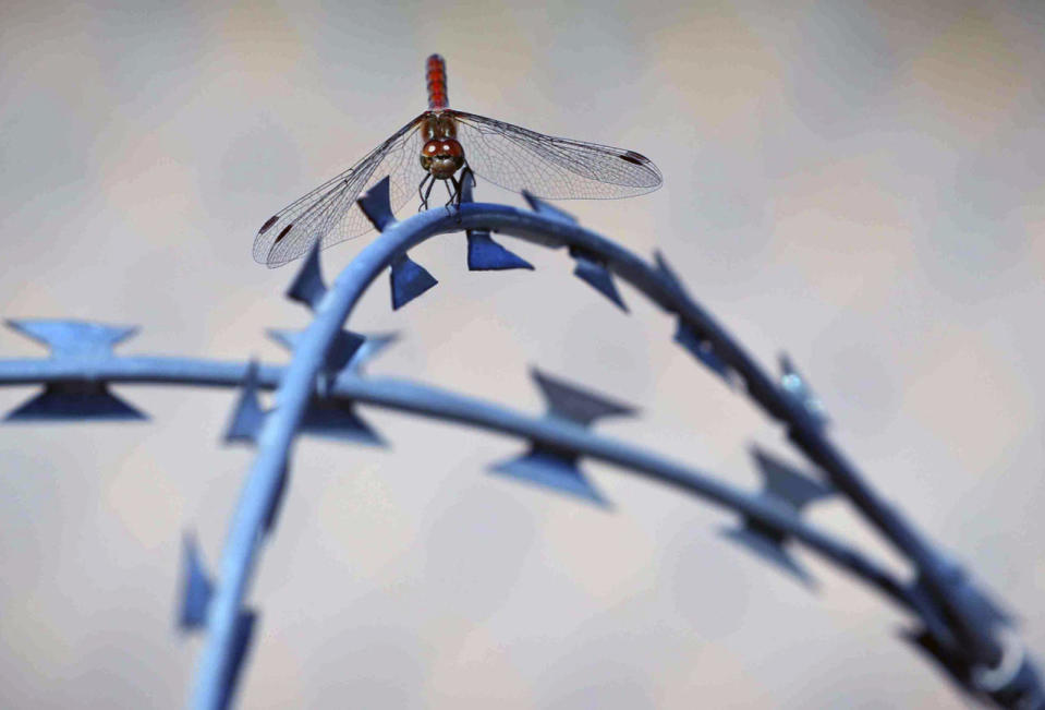 A dragon fly rests on the barbed wire